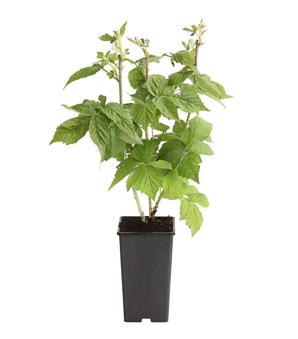 Himbeere 'Autumn Bliss®', ca. 40-60 cm