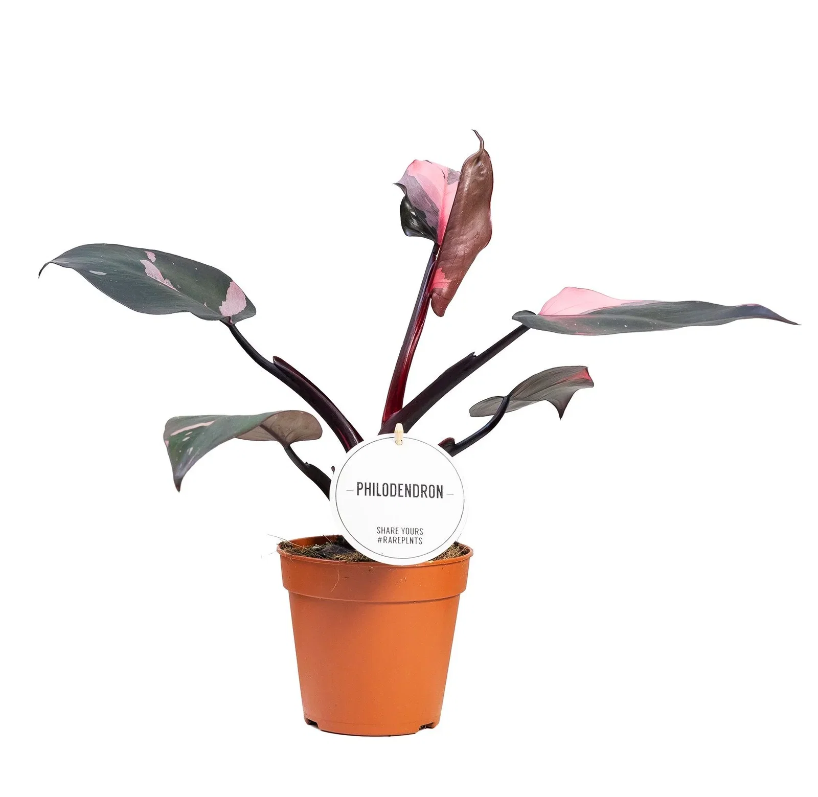 Philodendron erubescens 'Pink Princess' Philodendron 'Pink Princess' Høyde 25 cm