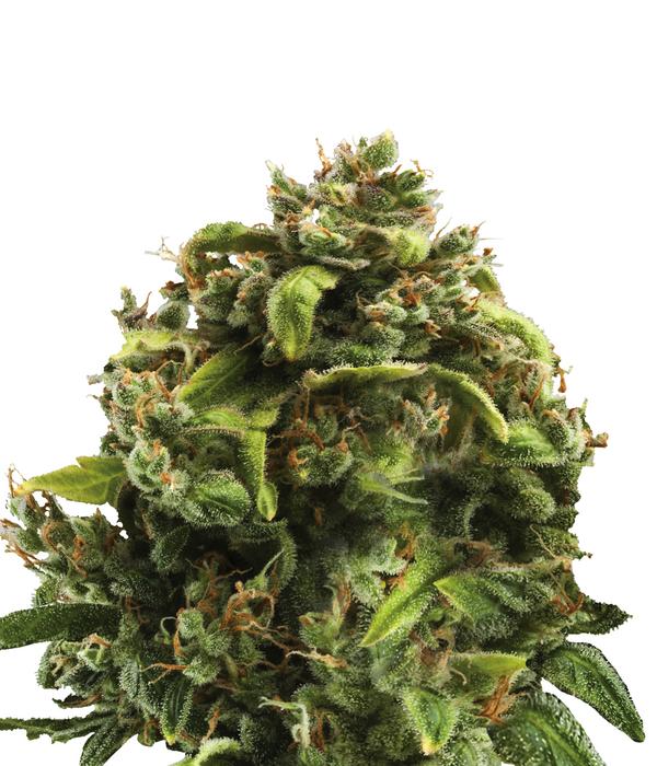 Bud Voyage Hanfsamen Gelassenheit Big Bud, 3