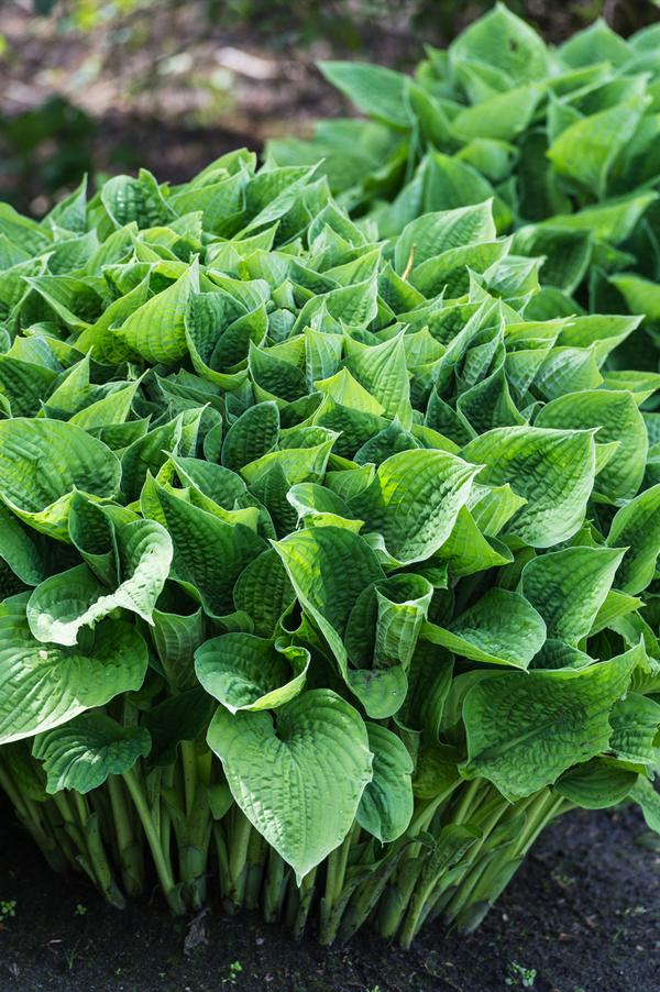 Funkie - Hosta, verschiedene Sorten