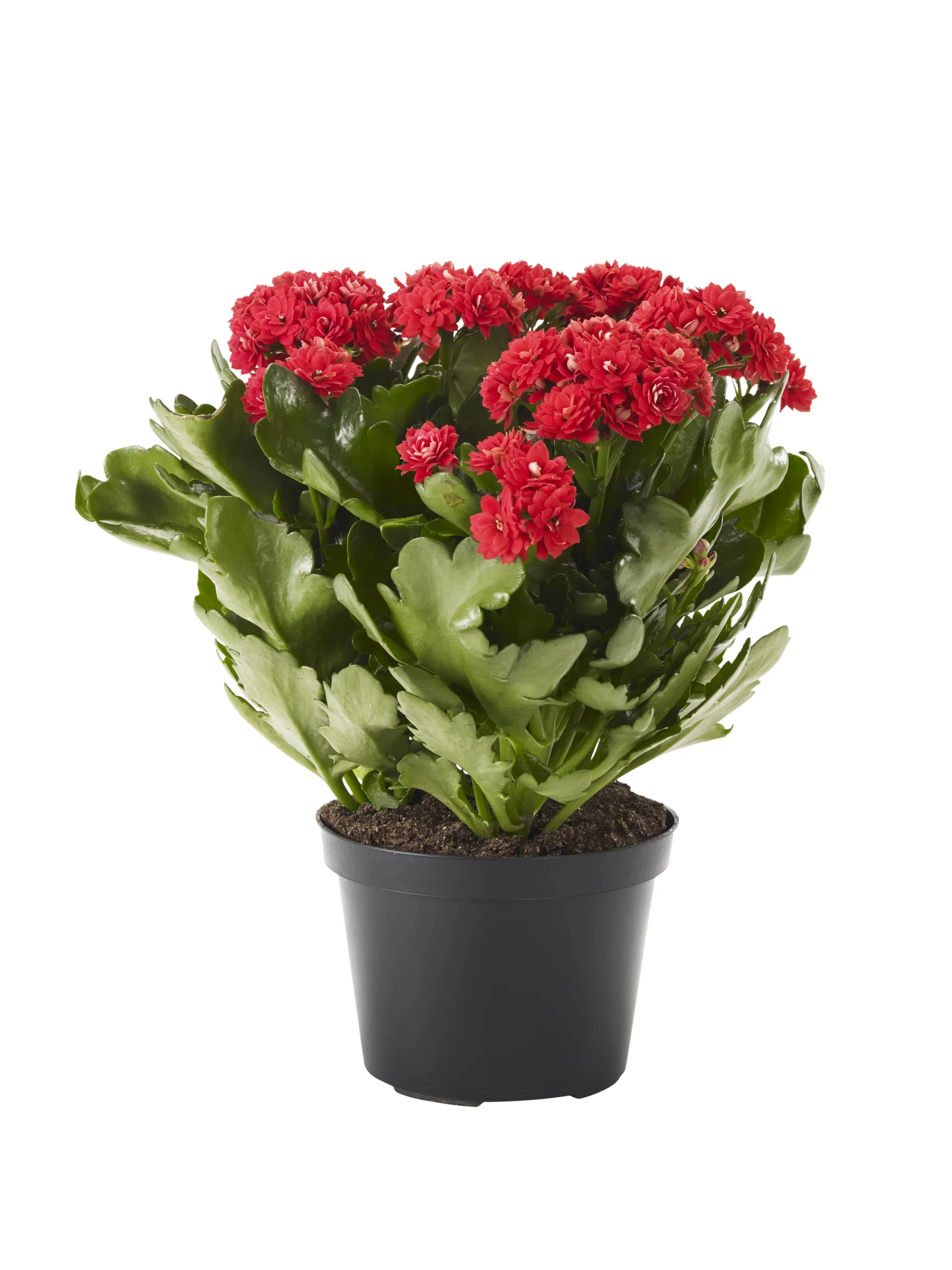 Kalanchoe maxi red 14cm Ildtopp Høyde 30 cm