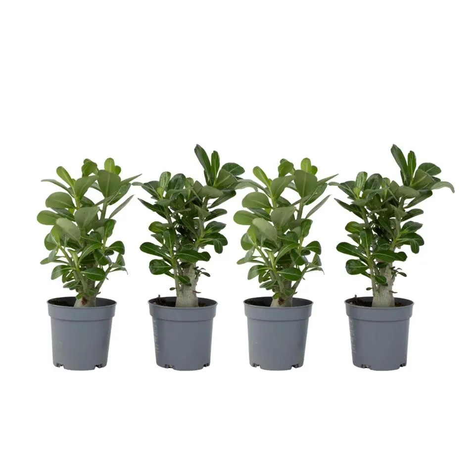 Woestijnroos - Set van 4 - Adenium obesum - Hoogte 25-40cm - ⌀10,5cm