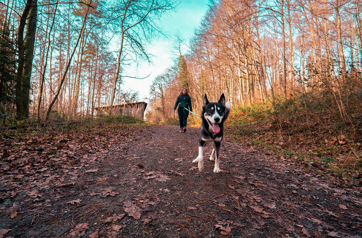 Husky Wanderung Althütte