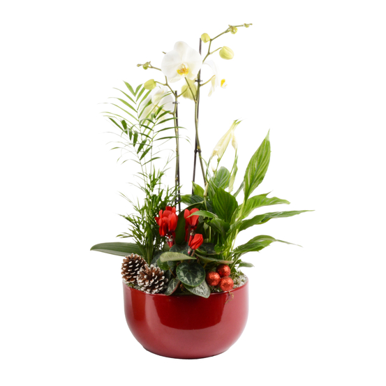 Composition Noël Orchidée avec 4 plantes : pot de D.25cm - H.70cm