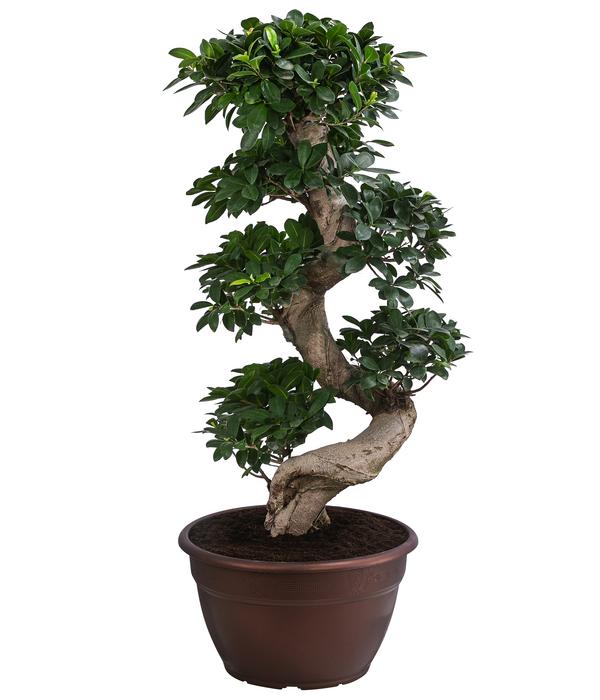Chinesische Feige - Ficus microcarpa