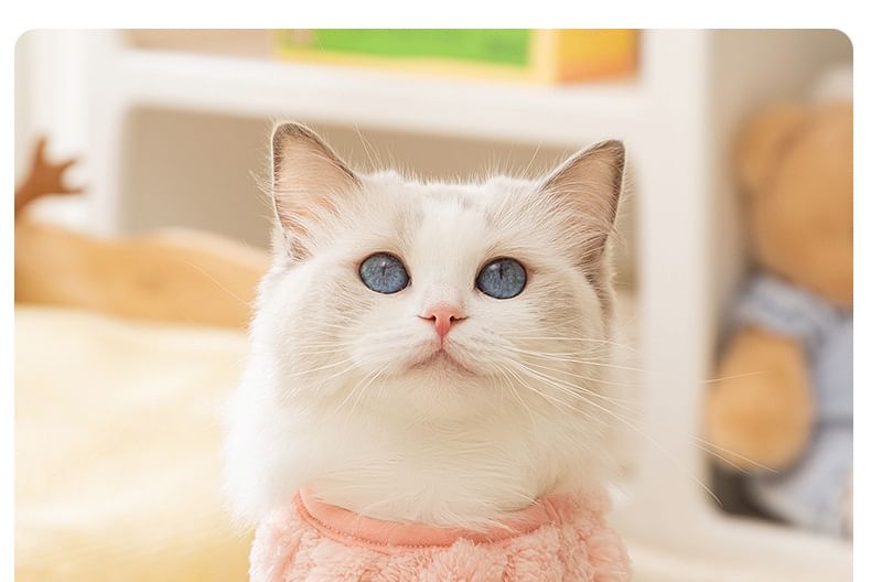Cissilli - Applicatie Pet Top