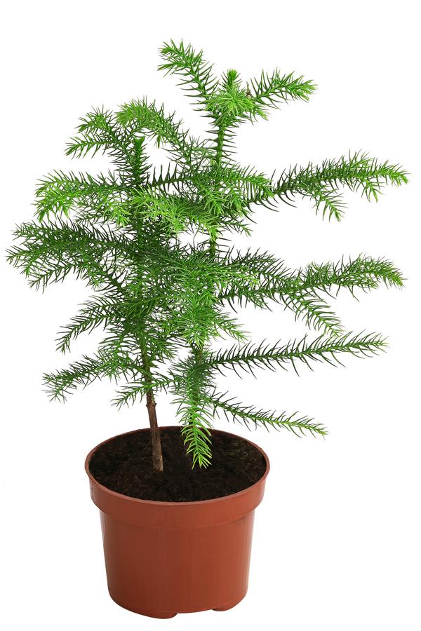 Zimmertanne - Araucaria heterophylla
