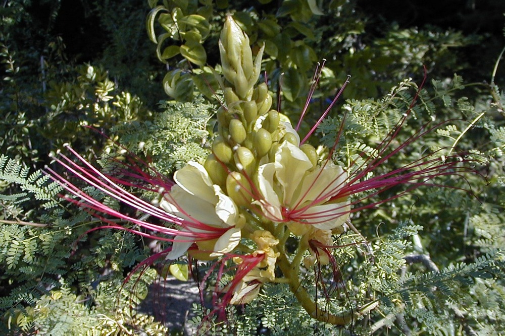 Flamboyant nain d'argentine - 10 graines - caesalpinia gillesii x spinosa