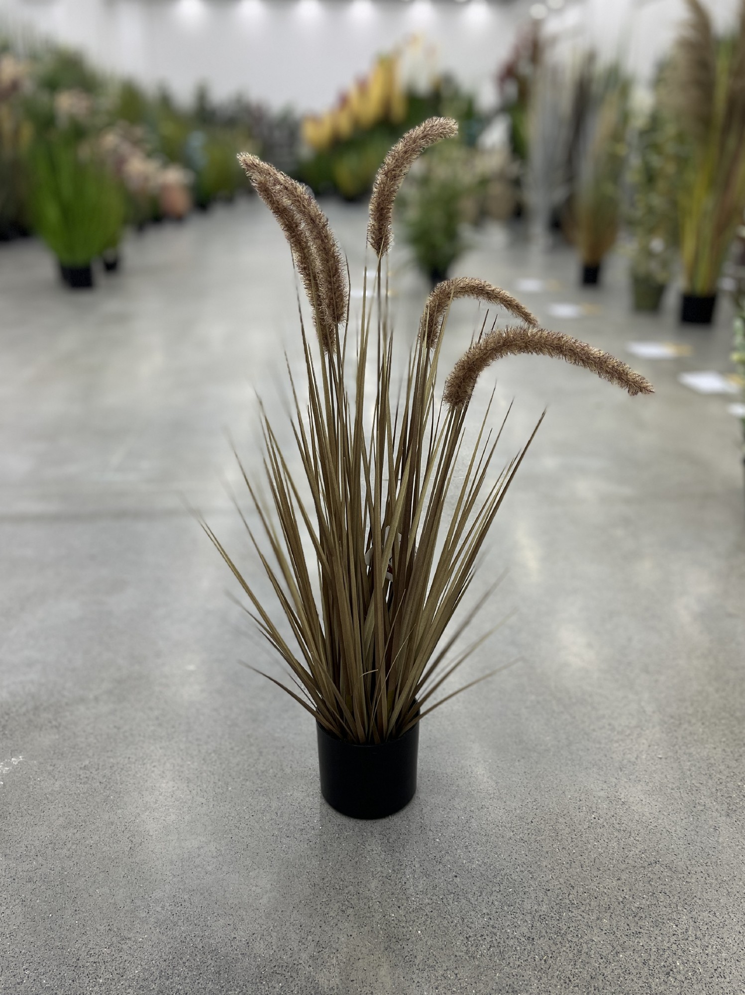 Lampenputzergras, H 68 cm Ø 11 cm von fischer's lagerhaus