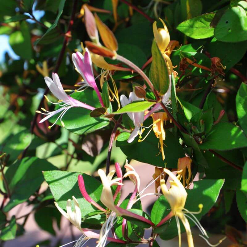 Chèvrefeuille du japon 'chinensis' (lonicera japonica 'chinensis') - conteneur 3l