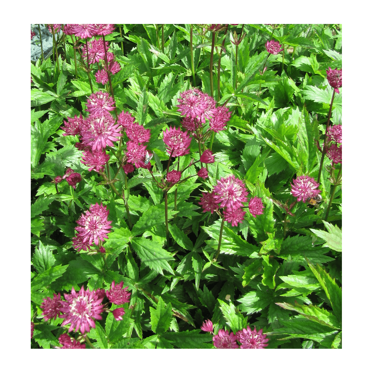 Astrance major milano/astrantia major 'milano'[-]godet