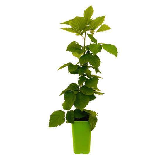 Mûrier 'Triple Crown' bio : pot de 1,5 litres