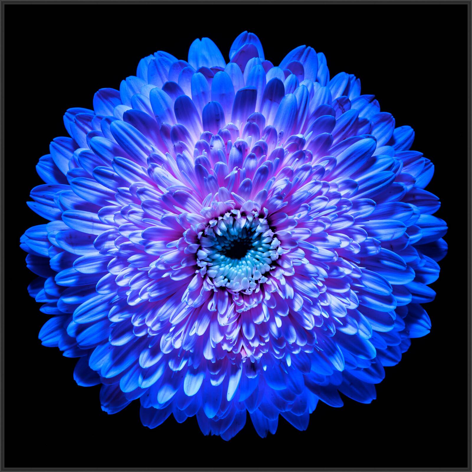 Blossom IV by Heiko Hellwig - Limited Edition. Edition of: 100. Signed.