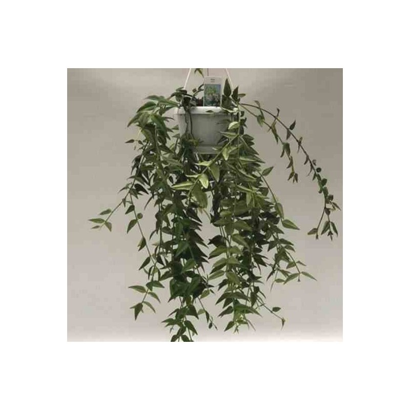 Hoya bella (fleur de porcelaine, fleur de cire) taille pot de 1 litre ? 30/40 cm - blanc et rose