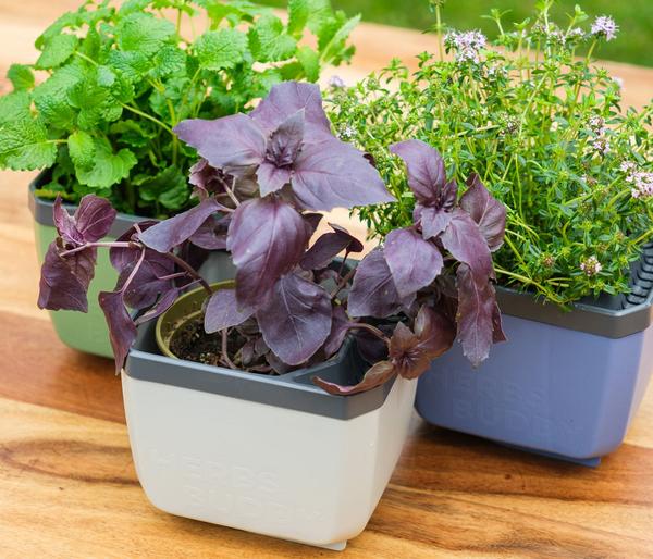 Gusta Garden Kräutertöpfe Herbs Buddy, ca.