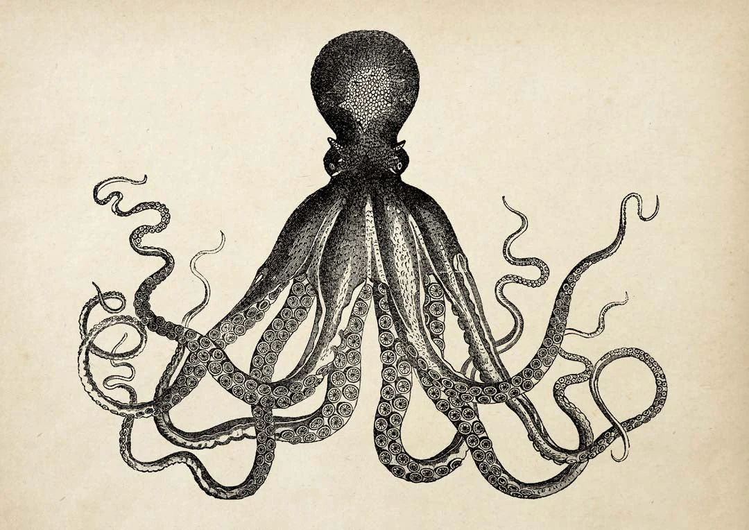 Antiker Oktopus IV