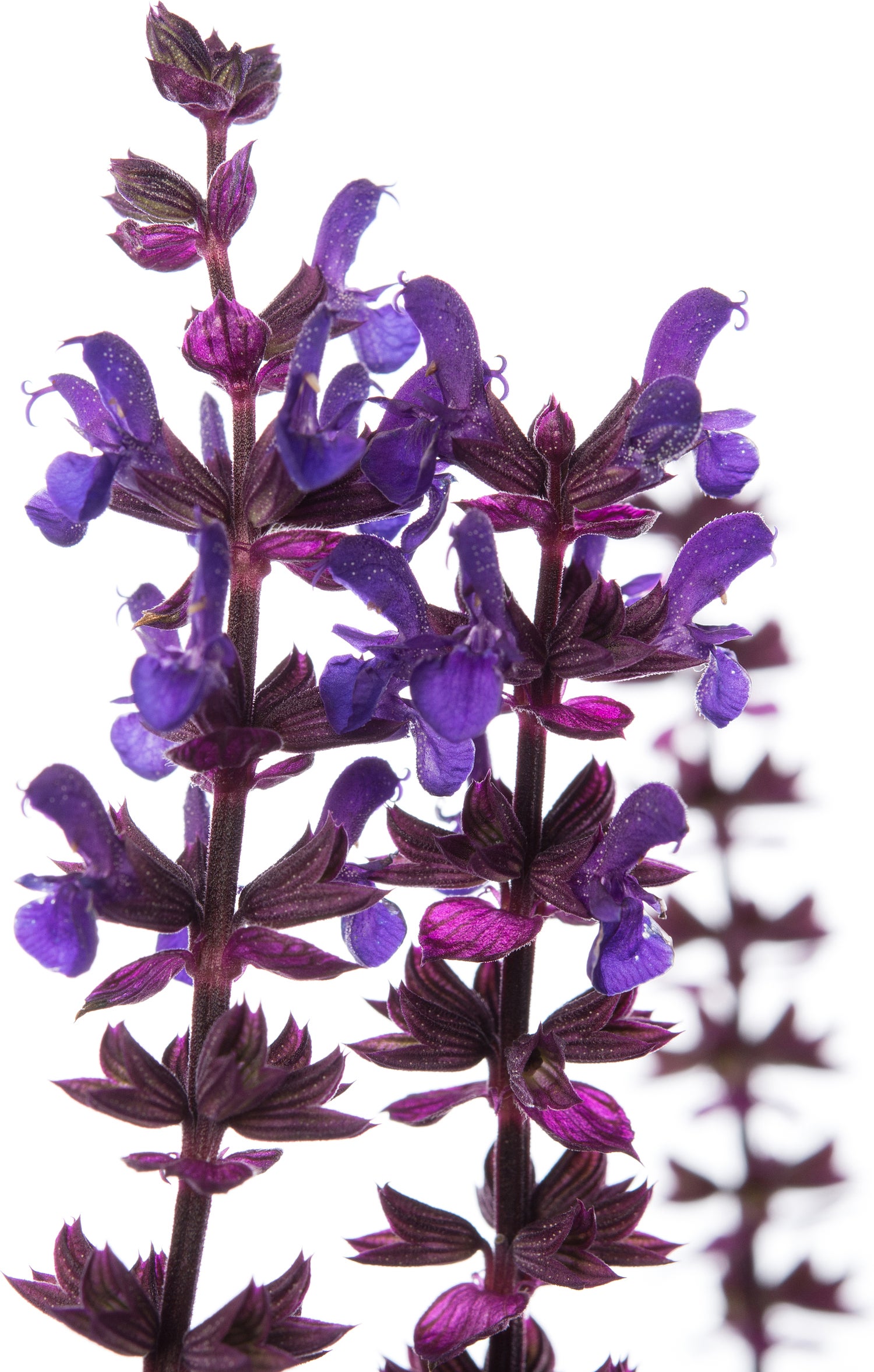 Siersalie (Salvia nemorosa 'Ostfriesland') D 11 H 10 cm