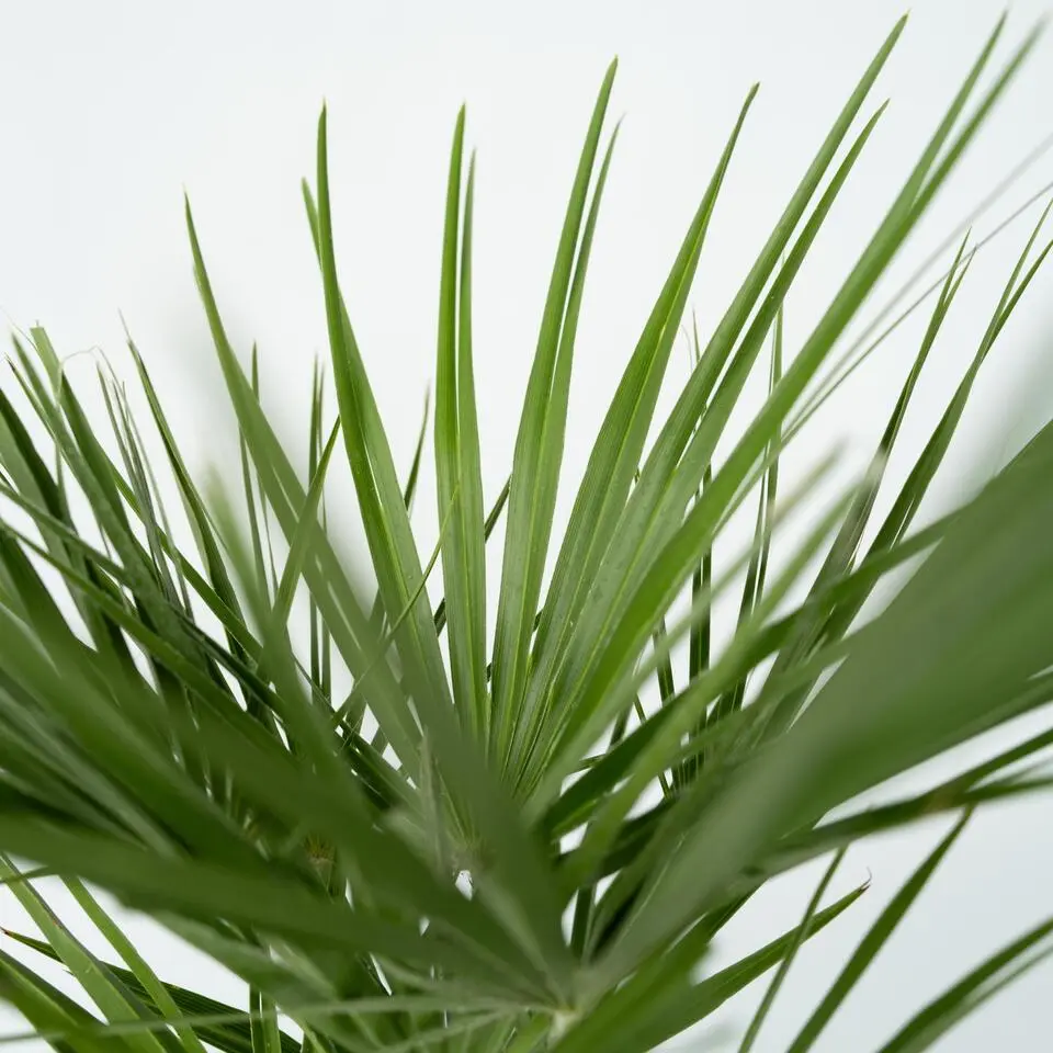 Dwergpalm - Set van 2 - Chamaerops humilis - Hoogte 70-80cm - ⌀21cm