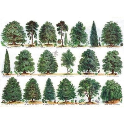 Our British Forest Trees Greeting Card