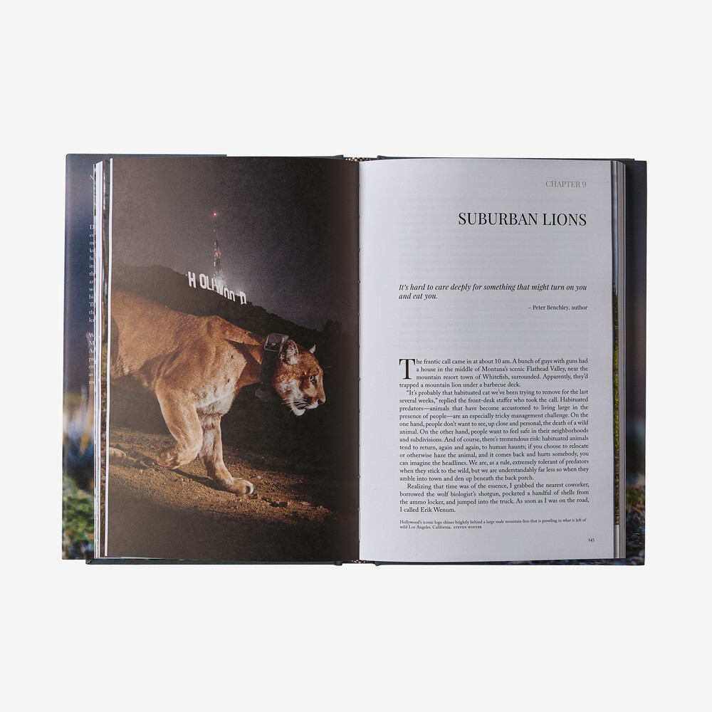 Der Weg des Pumas: Die bemerkenswerte Widerstandsfähigkeit des Berglöwen (gebundenes Buch)