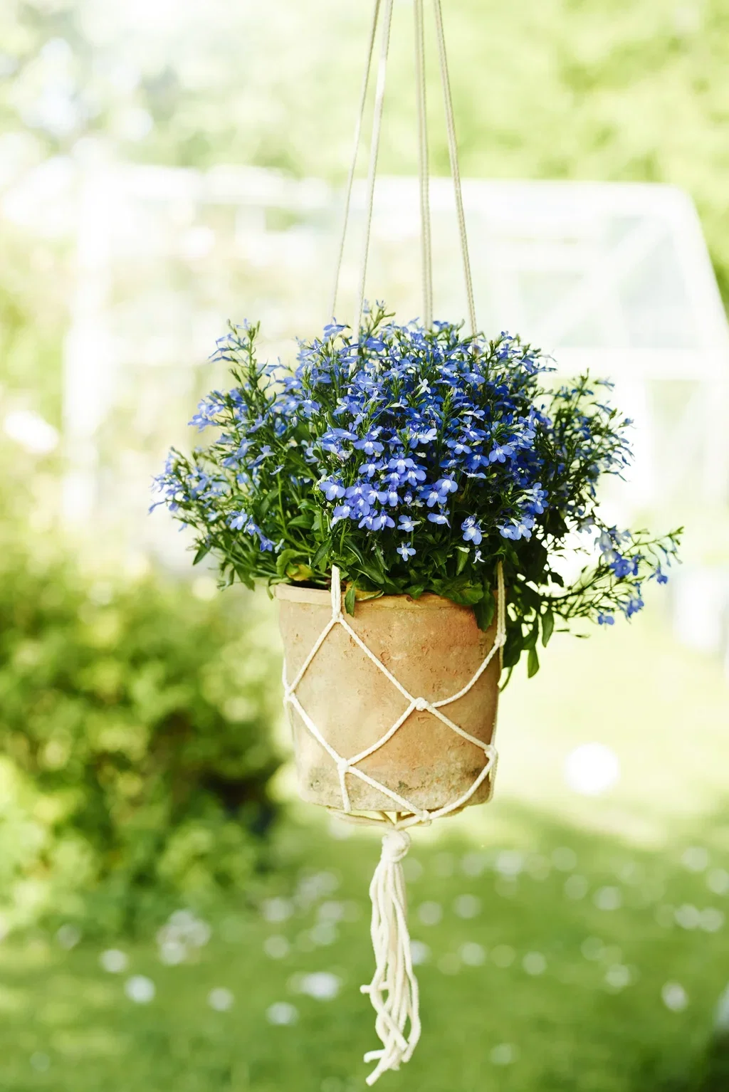 Lobelia h. basket Blue 22 cm Lobelia i ampel Ø22 cm