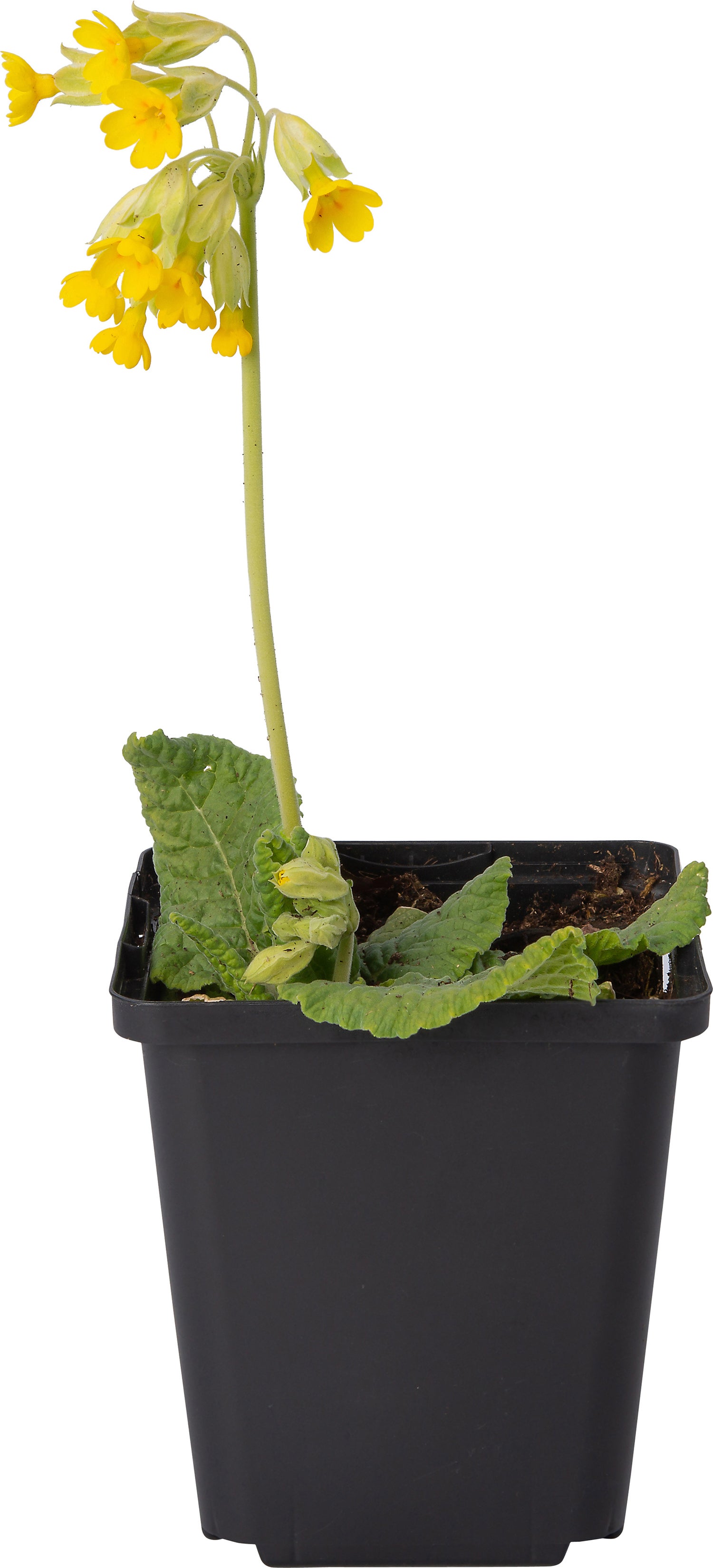 Echte sleutelbloem (Primula veris) D 9 H 10 cm