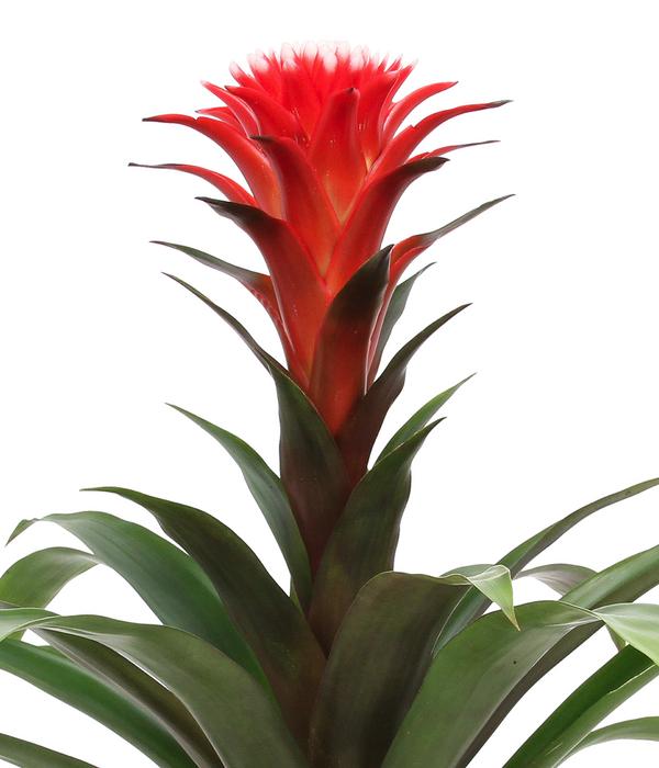 Bromelien-Set Sommerfrische, 4-teilig