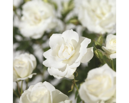 Ramblerroos 'Climbing Iceberg' FloraSelf Rosa 'Climbing Iceberg' H 50-80 cm Co 3 L, sneeuwwit, halfgevuld