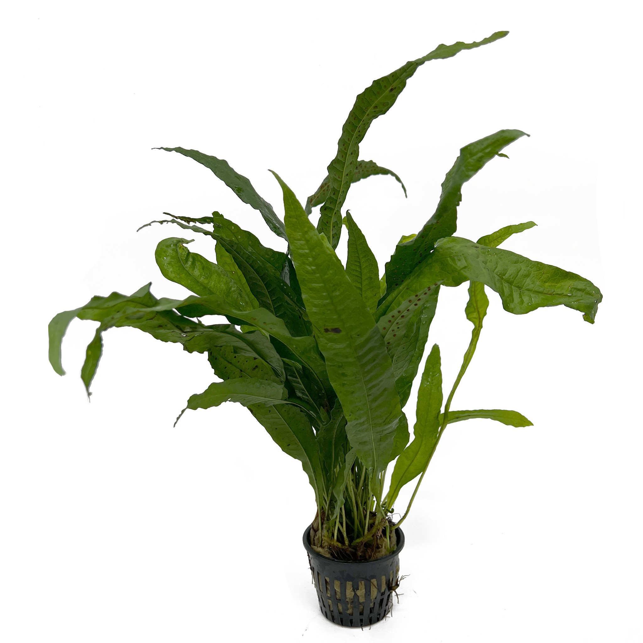 Waterplant Microsorum Pteropus - Extra Groot