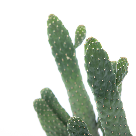 Opuntia Rubescens Consolea - pot D12cm