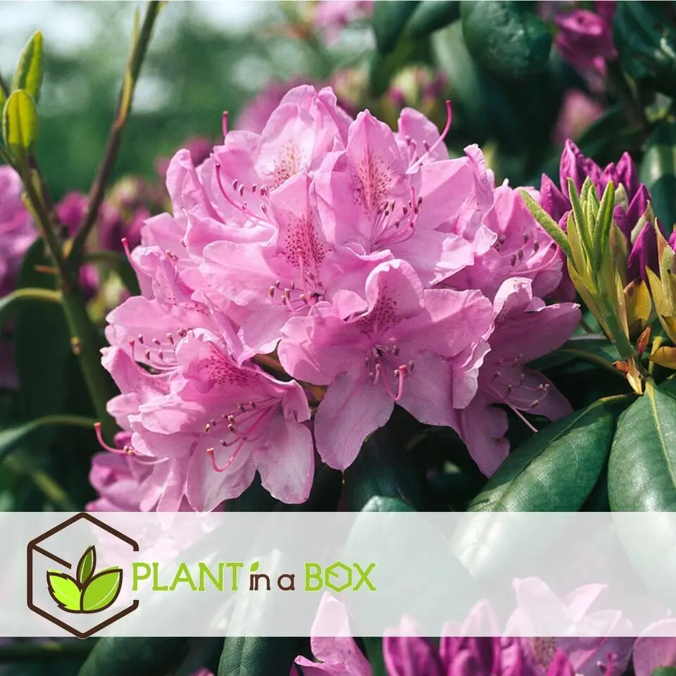 Rhododendrons - Set van 3 - Rhododendron catawbiense - Hoogte 25-40cm - ⌀9cm