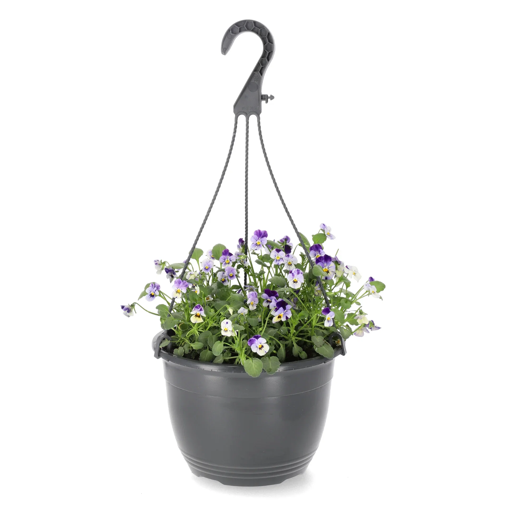 Viola x wittrockiana Stemor i ampel Ø22 cm