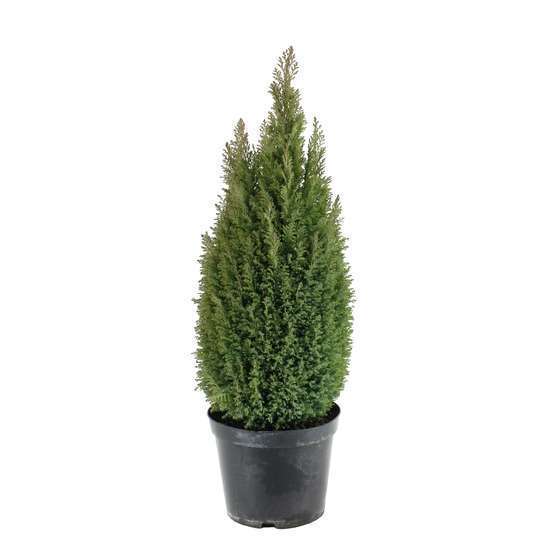 Chamaecyparis lawsoniana 'Ellwood's Gold ': h 60/70 cm pot 10L