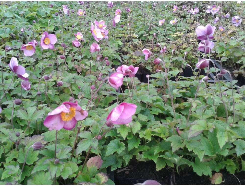 Japanse Anemoon (Anemone hupehensis 'Splendens') D 9 H 10 cm