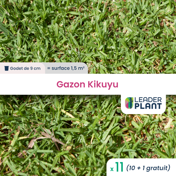 11 x gazon kikuyu en godet