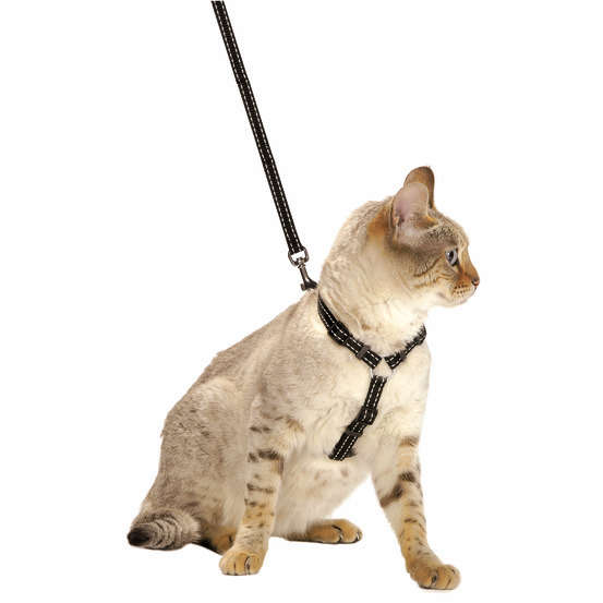 Pack Safe pour chat : harnais et laisse nylon noir