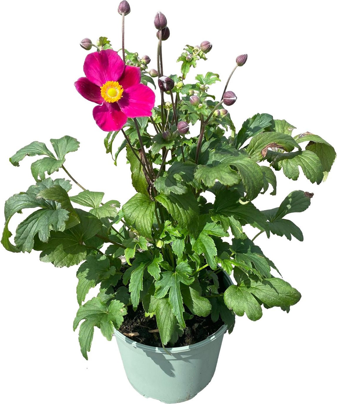 Herfstanemoon (Anemone hupehensis 'Fantasy Single Red') D 17 H 50 cm