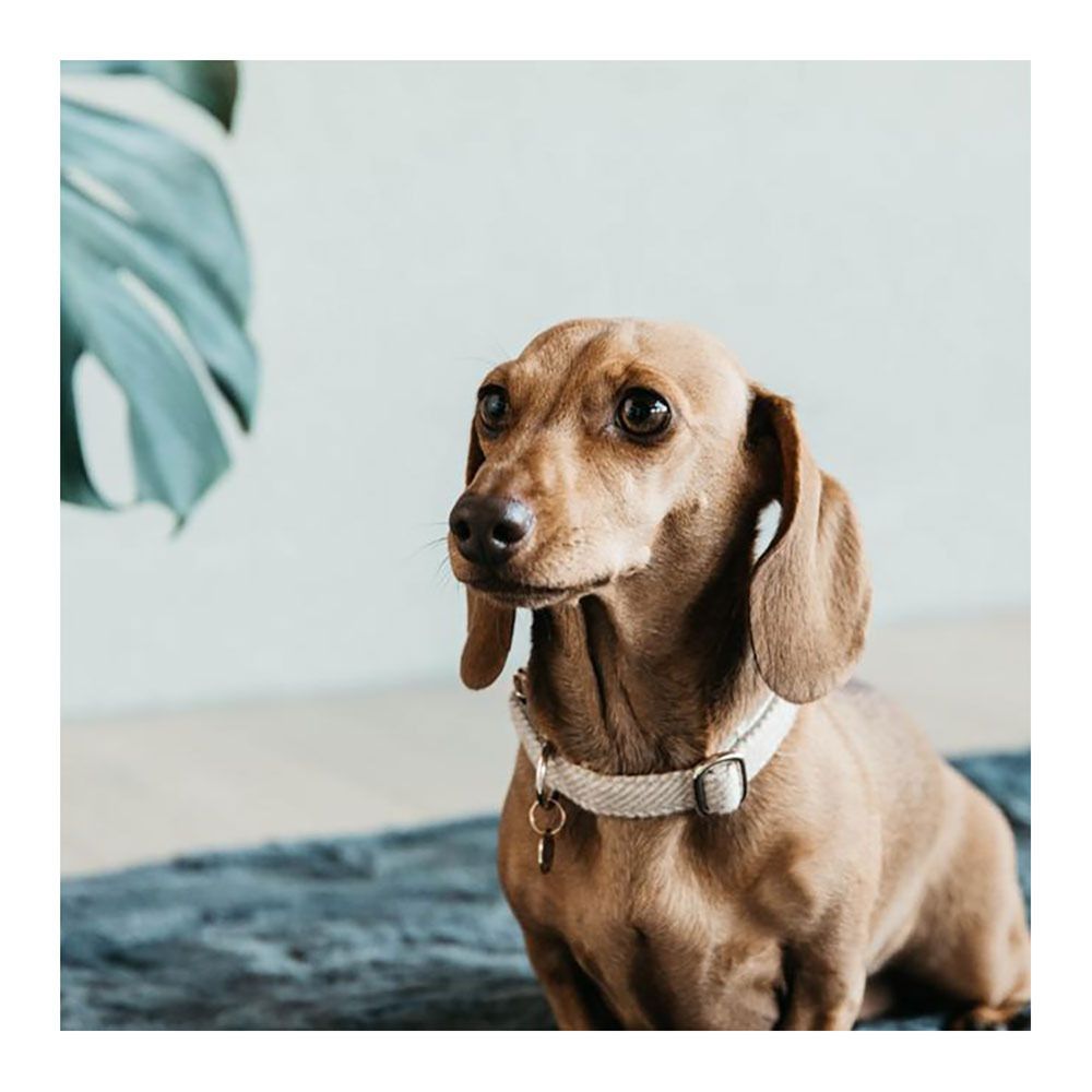 Kentucky LAINE -  Collier pour chien beige