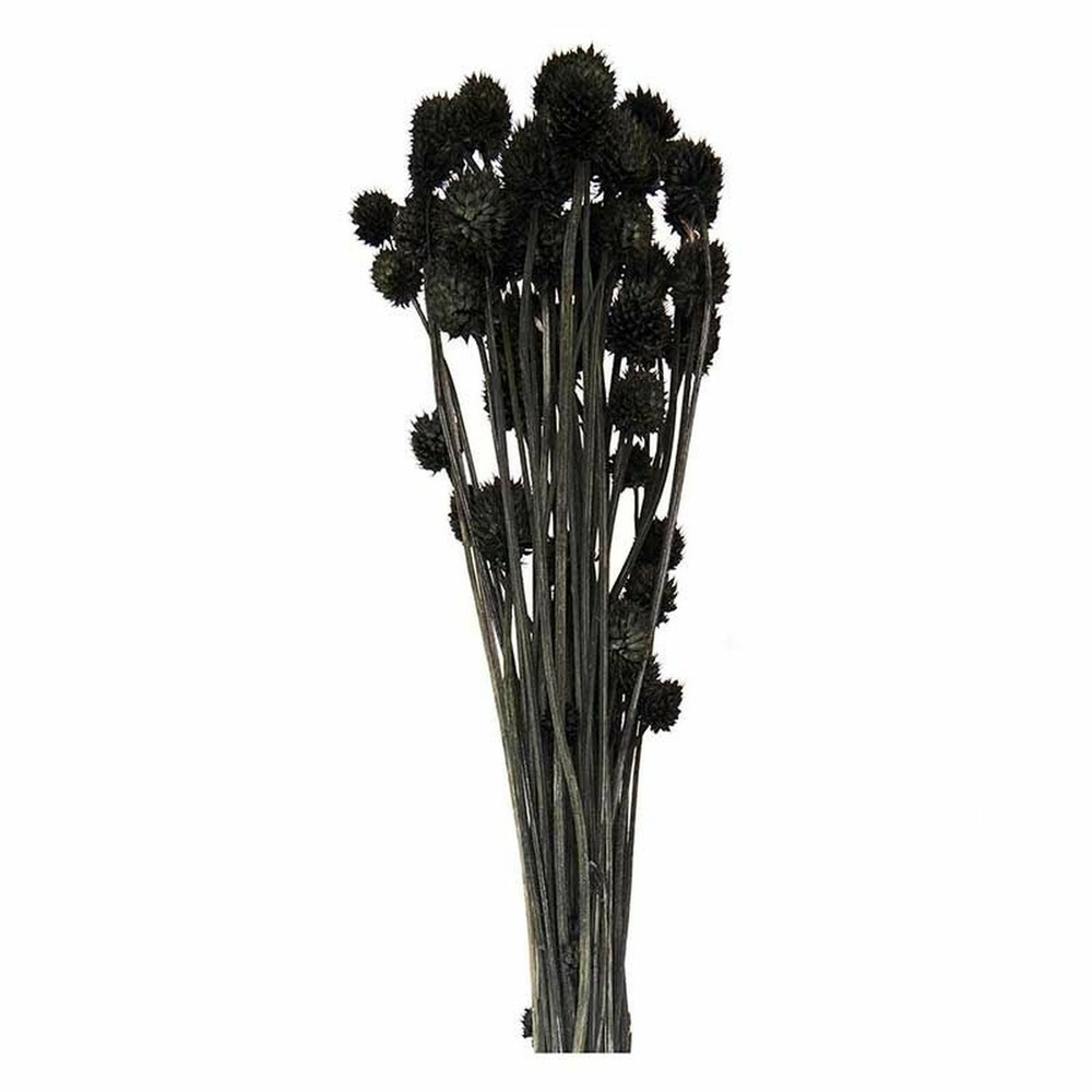 2 bouquets de cardères japonais séchés noires 70 cm