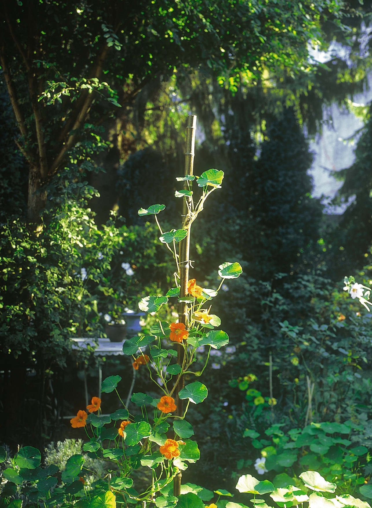 Bambusstab, natur, T 2,5 cm, B 2,5 cm, H 200 cm günstig bestellen