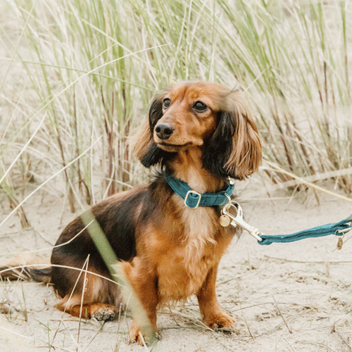 Kentucky Dogwear Hondenlijn Velvet