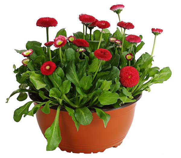 Gänseblümchen in Schale, verschiedene Farben