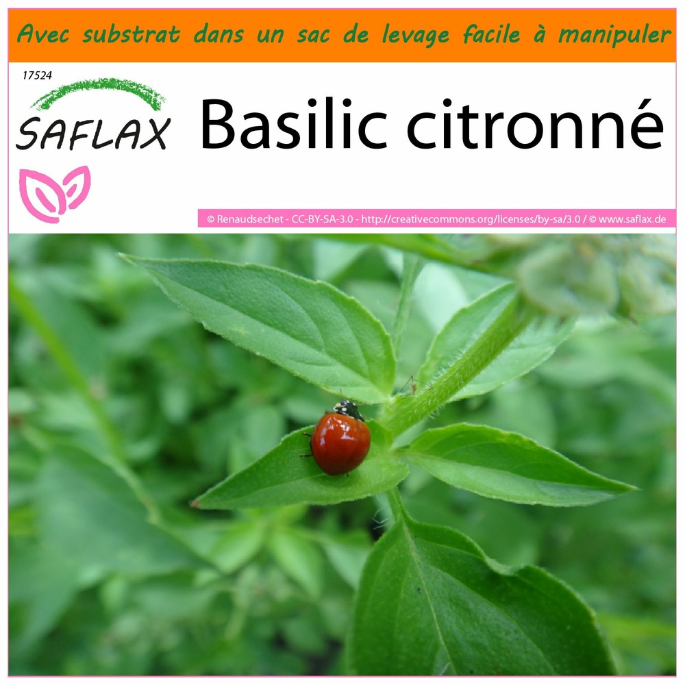 Jardin dans le sac - basilic citronné - 200 graines - ocimum citriodorum