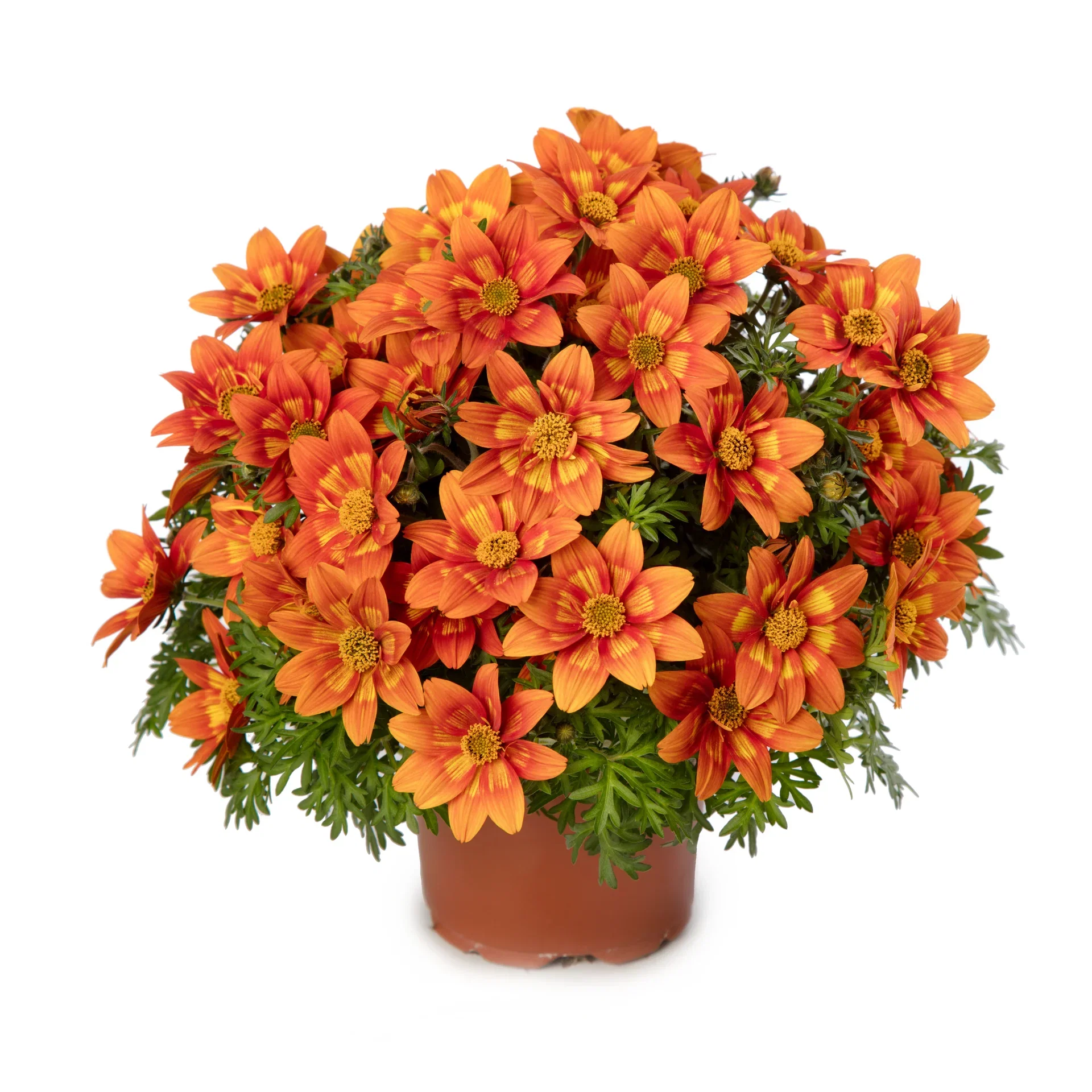 Bidens brazen 'Glowing Sky’ 12 cm Bidens 'Glowing Sky’ Ø12 cm