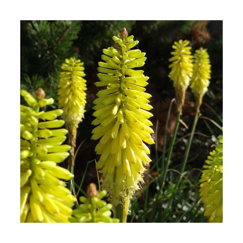 Kniphofia, tison de satan lemon popsicle®/kniphofia lemon popsicle®[-]pot de 4l - 20/40 cm