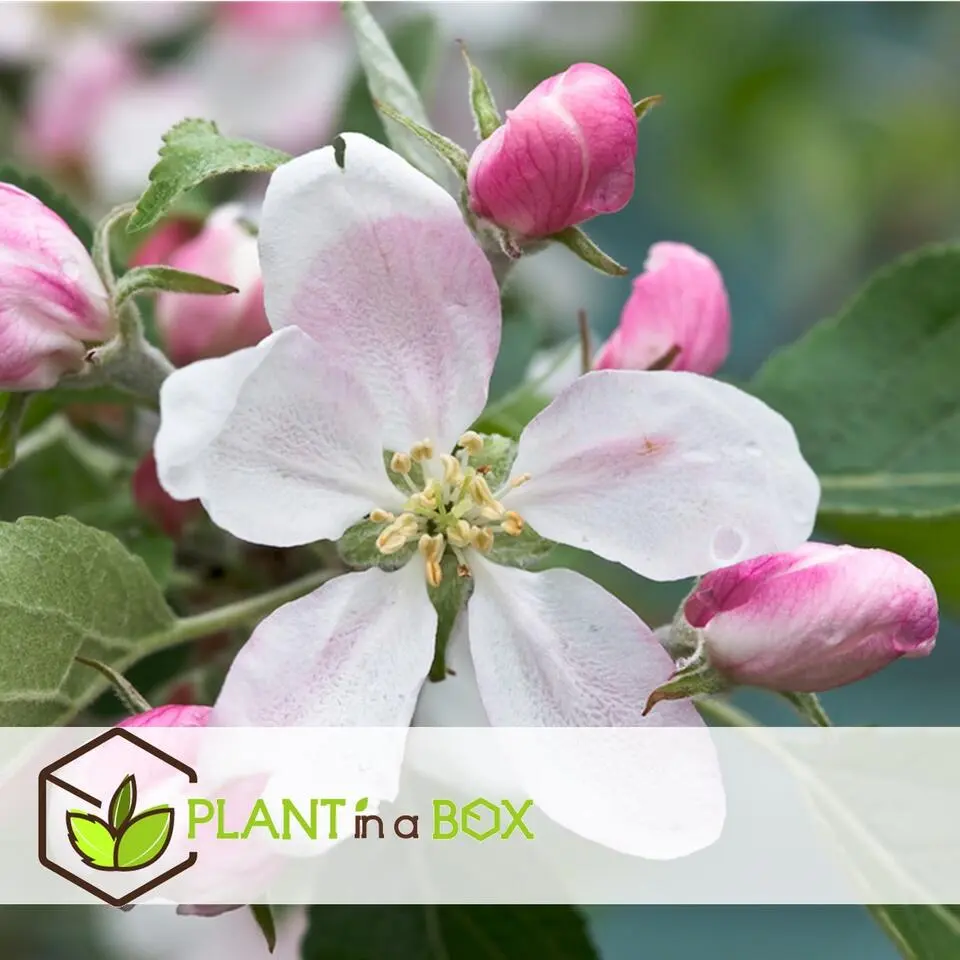 Appelboom-mix - Set van 6 - Malus - Hoogte 60-70cm - ⌀9cm