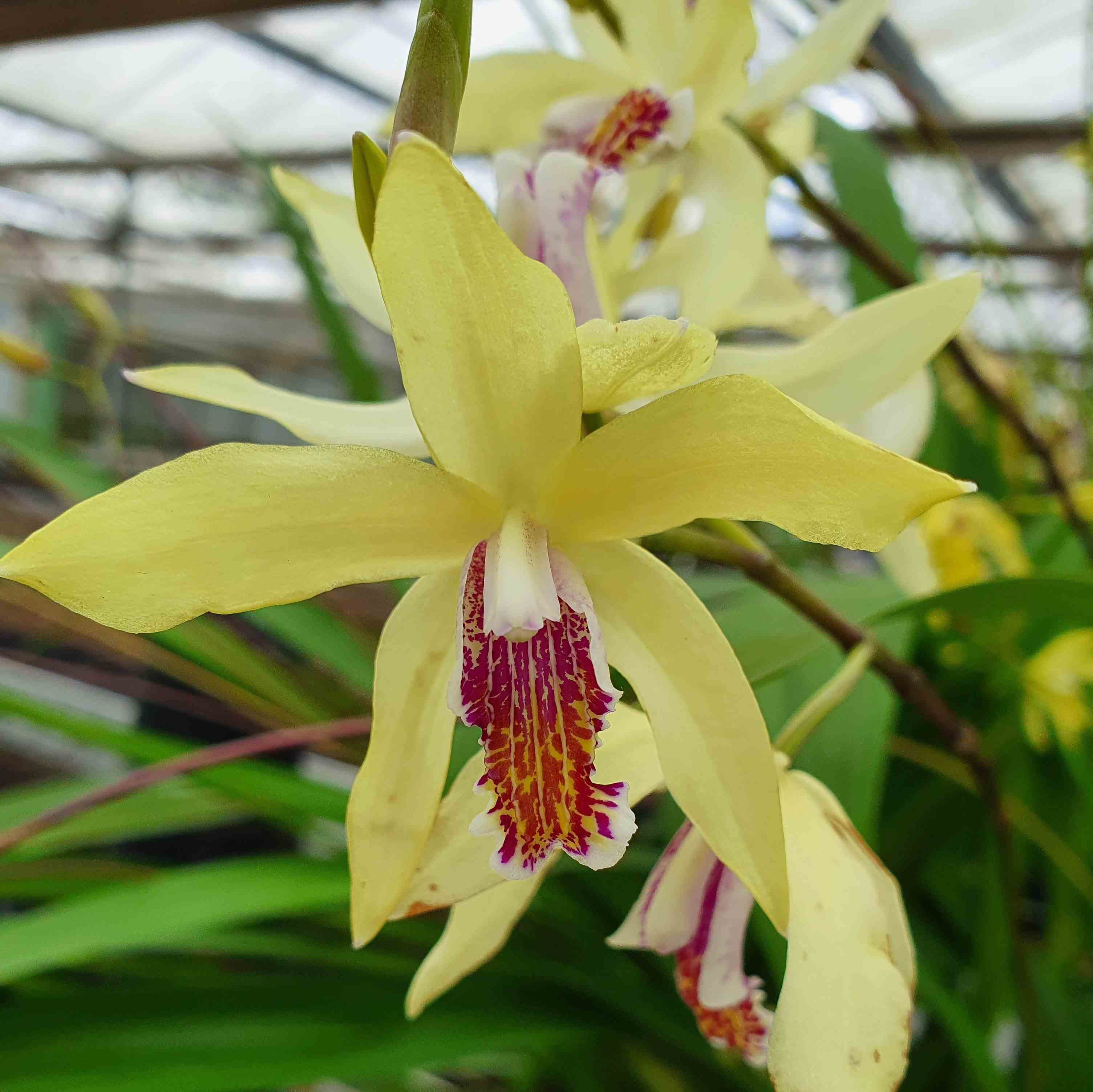 Bletilla striata 