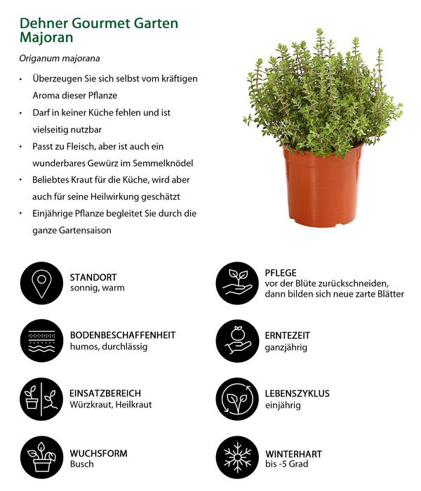 Dehner Gourmet Garten Majoran, einjährig