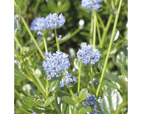 Zakbloem FloraSelf Ceanothus impressus 'Victoria' H 40-50 cm Co 4 L