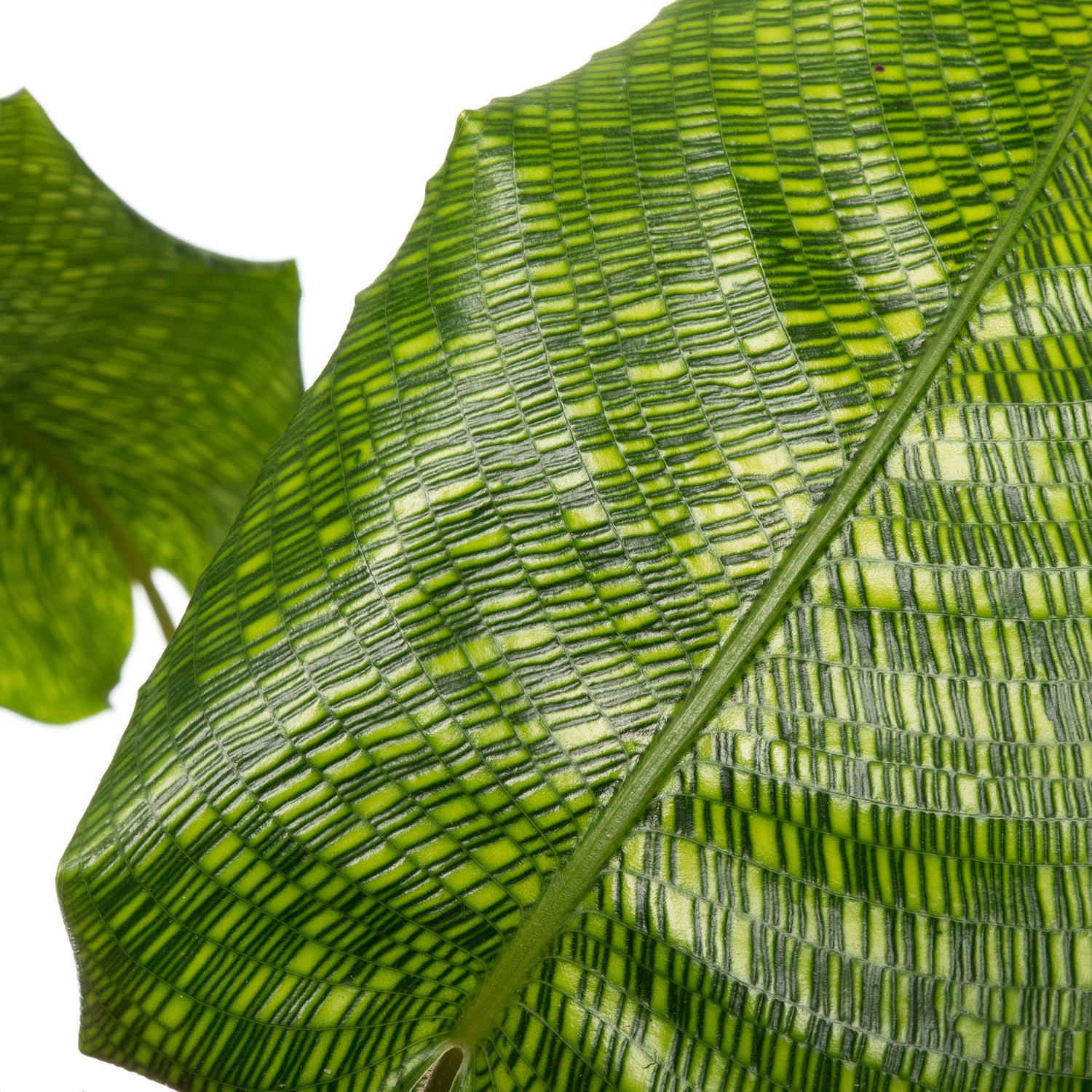 Calathea (Calathea musaica 'Network') D 17 H 60 cm